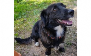 Portugal entre os países que mais gasta com animais de estimação