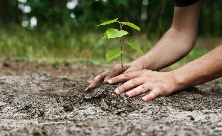 Venha plantar uma árvore com os CTT e Quercus