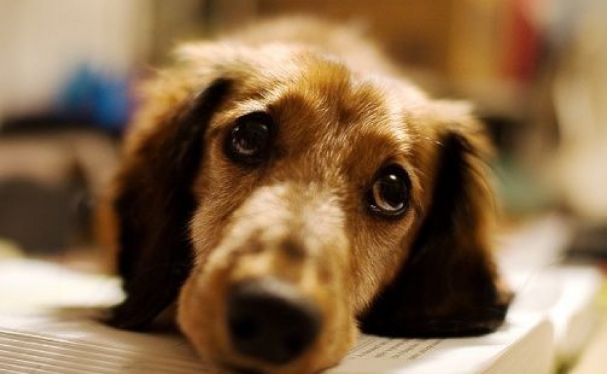 Faro entre os distritos com maior número de crimes registados contra animais