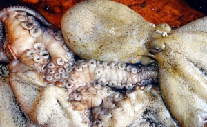 Suspenso defeso do polvo no Algarve devido a perdas provocadas pelo mau tempo