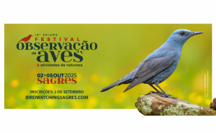 Festival de observação de aves começa hoje em Sagres