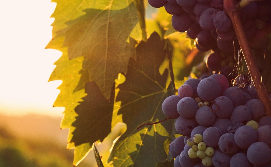 CULTURA E DEGUSTAÇÃO DE VINHO EM QUARTEIRA