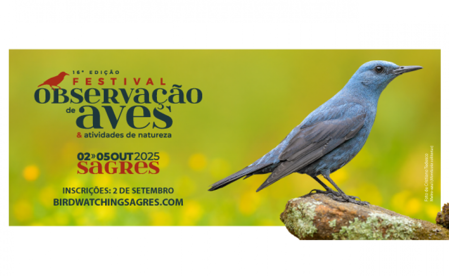 Festival de observação de aves começa hoje em Sagres